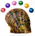 Round Oyster