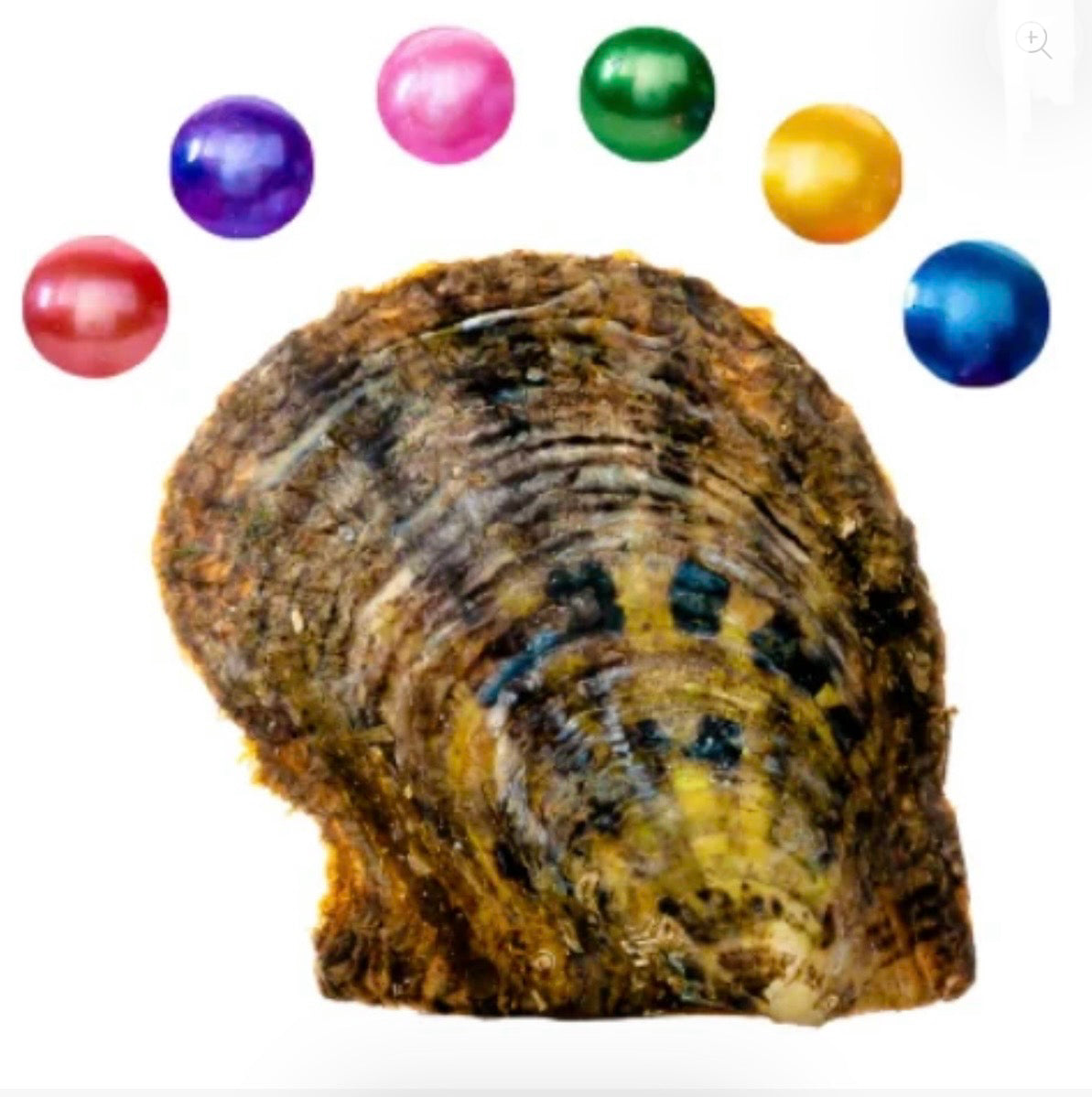 Round Oyster